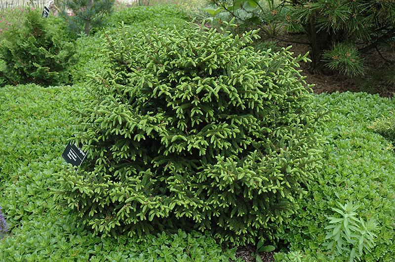 Picea Orientalis 'nigra Compacta' - View 6 from www redcrocus com