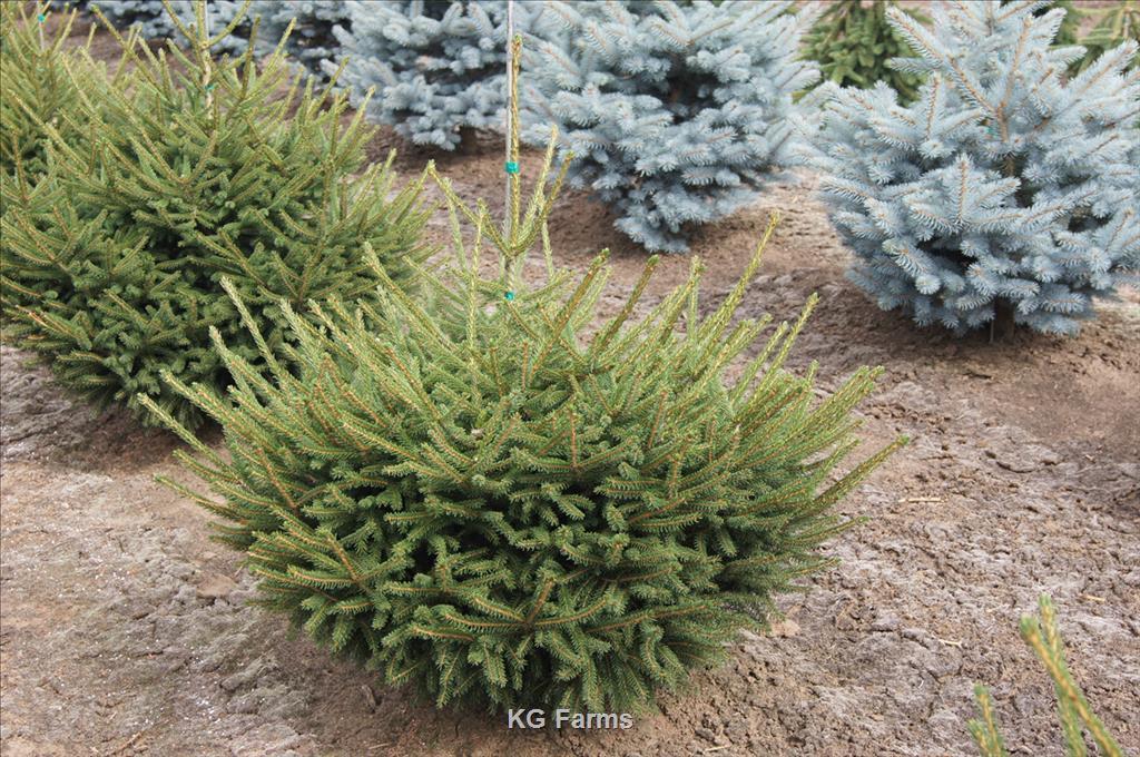 Picea Orientalis 'nigra Compacta' - View 9 from www redcrocus com