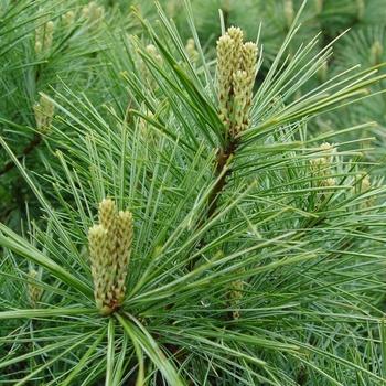 Pinus Strobus Vercurve - View 10 from www redcrocus com