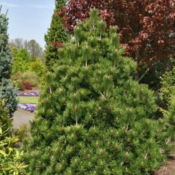 Pinus Strobus Vercurve - View 16 from www redcrocus com