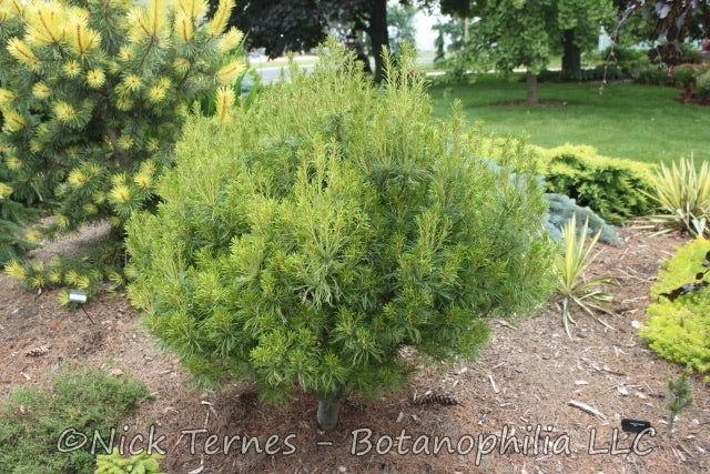 Pinus Strobus Vercurve - View 17 from www redcrocus com