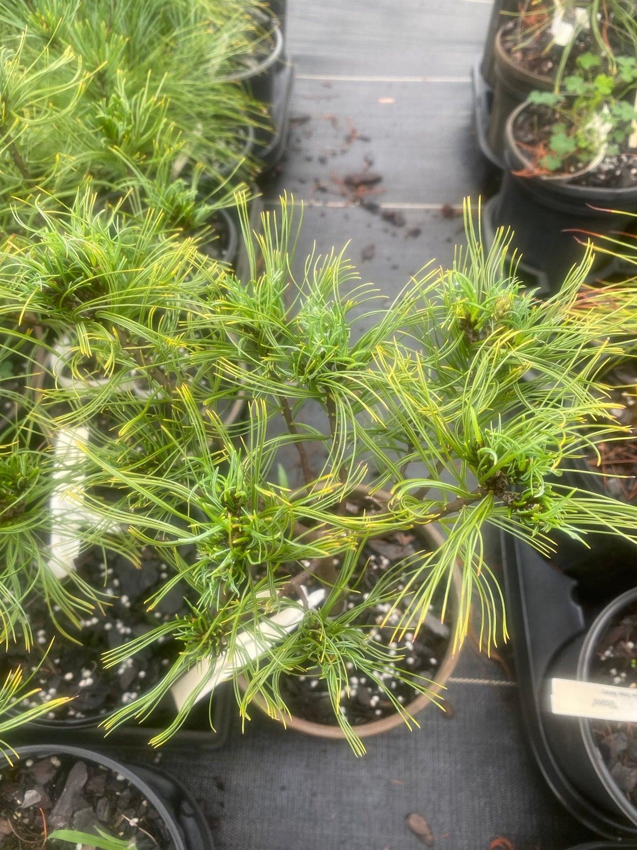 Pinus Strobus Vercurve - View 2 from www redcrocus com