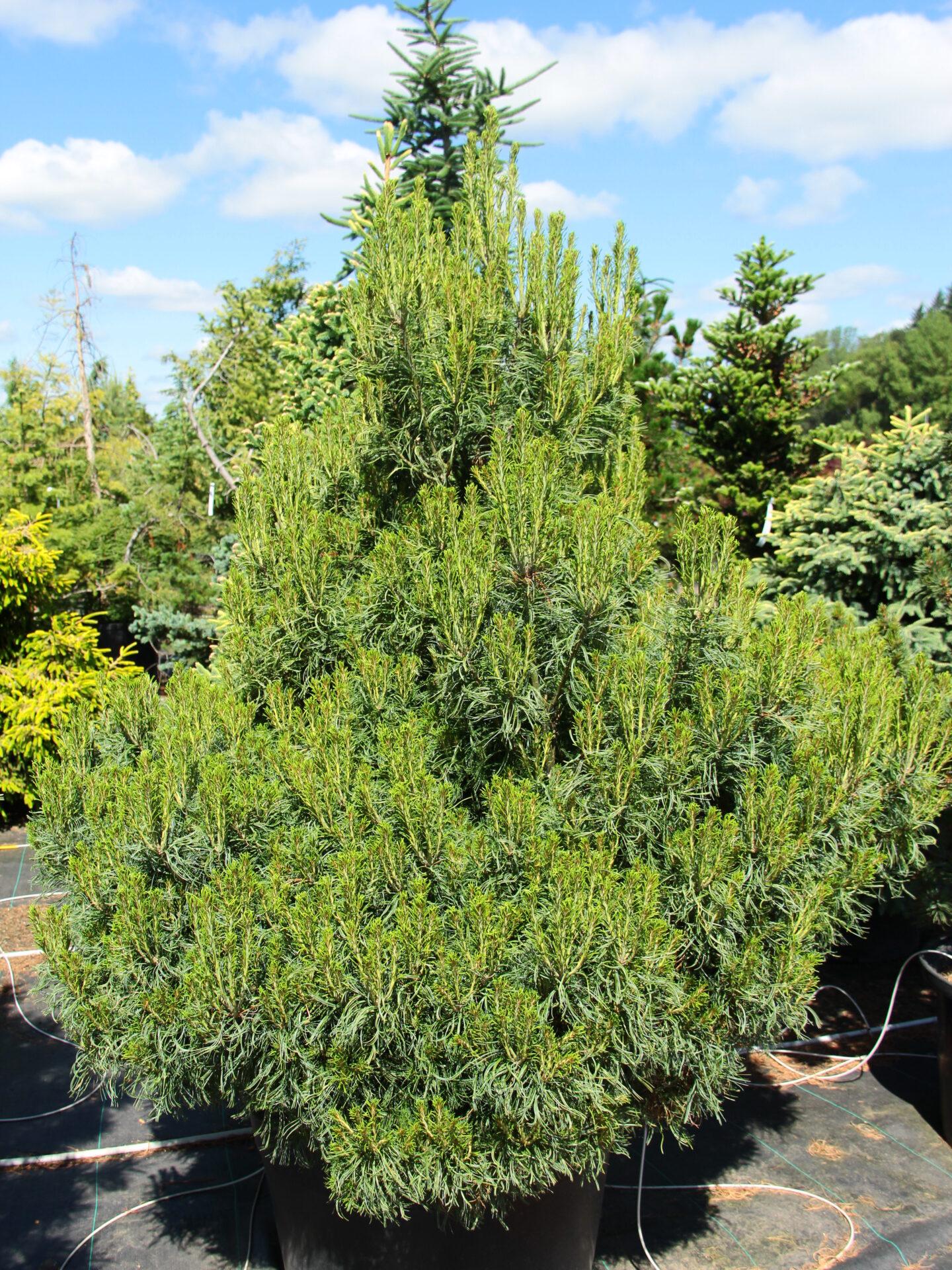 Pinus Strobus Vercurve - View 5 from www redcrocus com