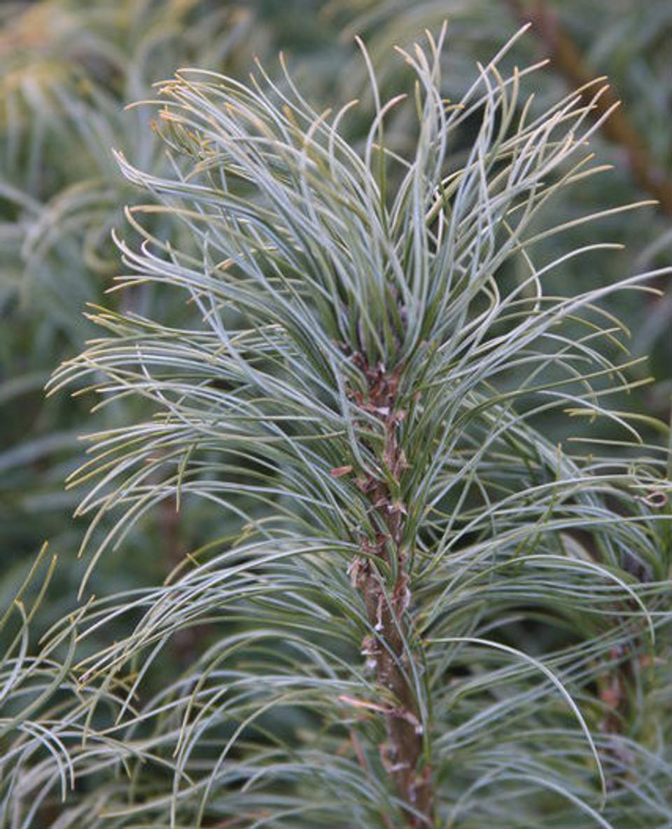 Pinus Strobus Vercurve - View 6 from www redcrocus com