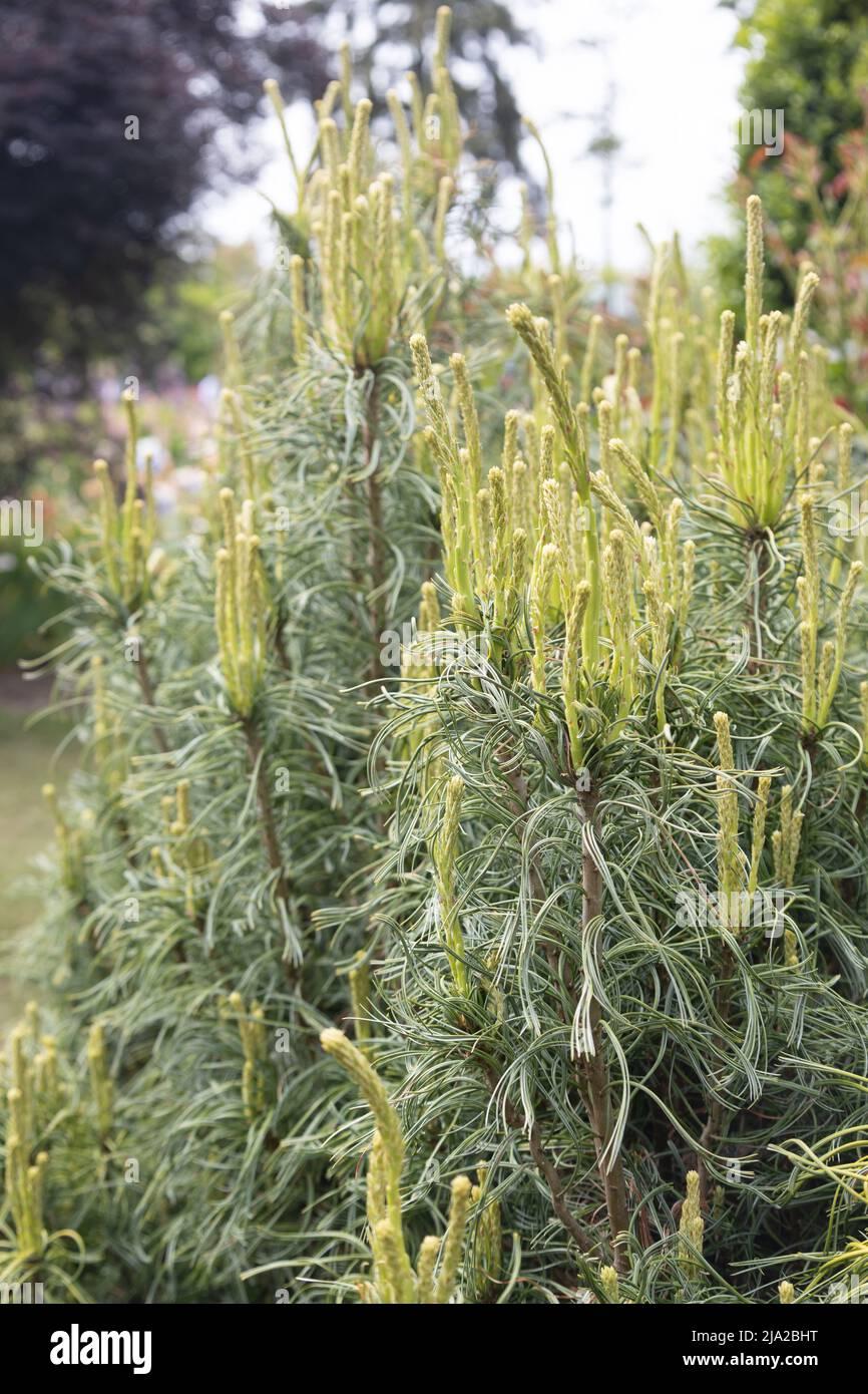 Pinus Strobus Vercurve - View 8 from www redcrocus com