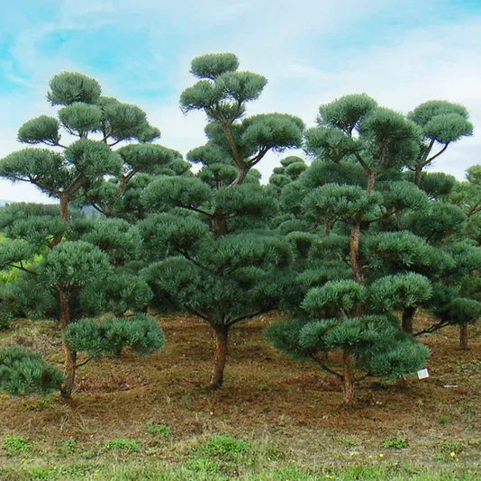 Pinus Sylvestris Bonna - View 11 from www redcrocus com