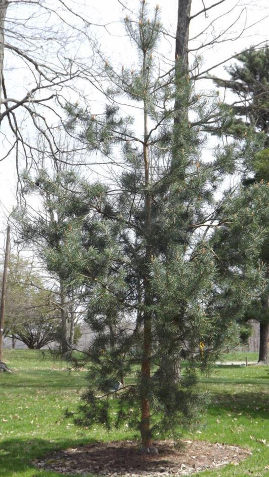 Pinus Sylvestris Bonna - View 14 from www redcrocus com