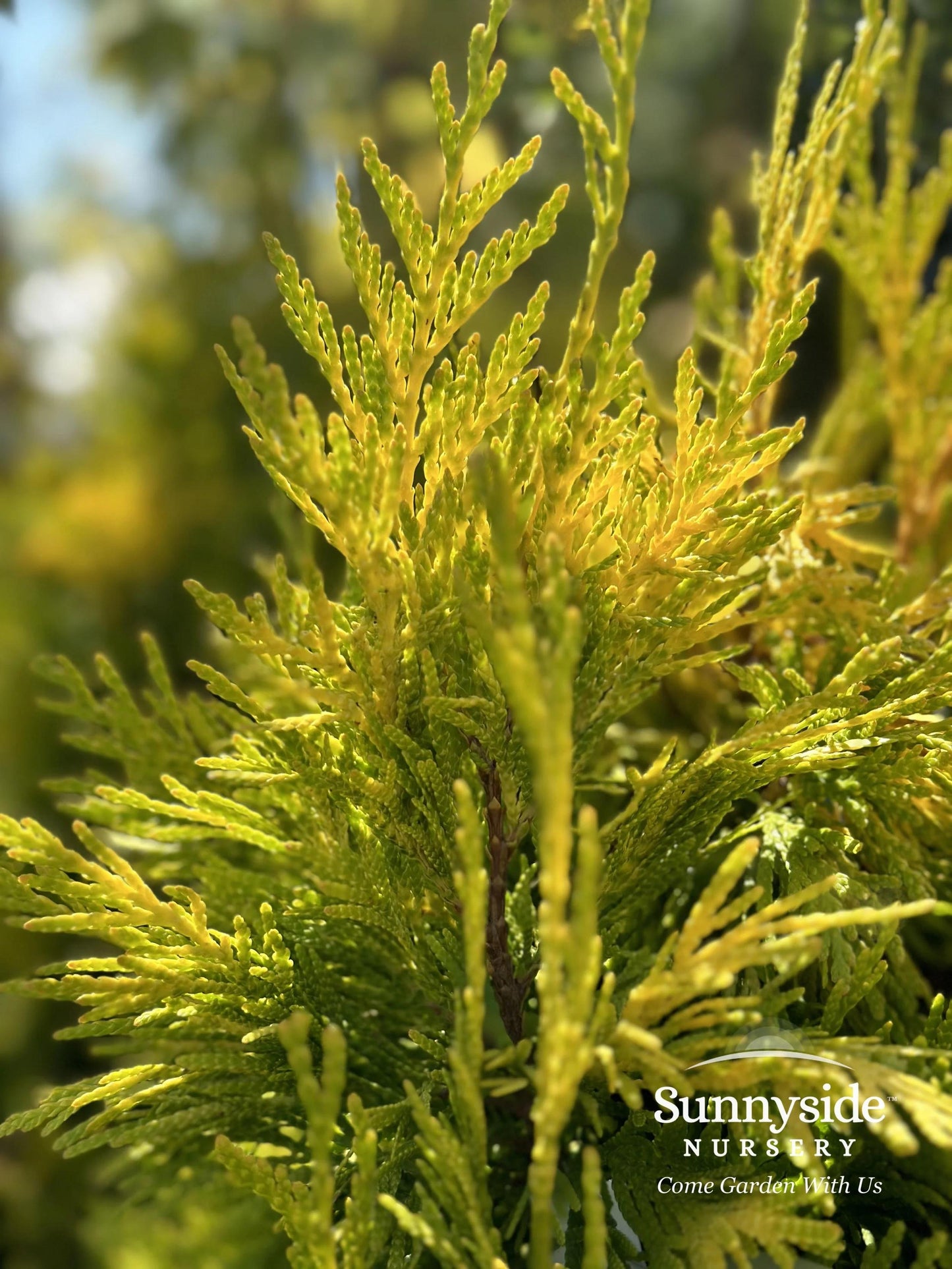 Thuja Plicata 'tiny Tower' - View 16 from www redcrocus com