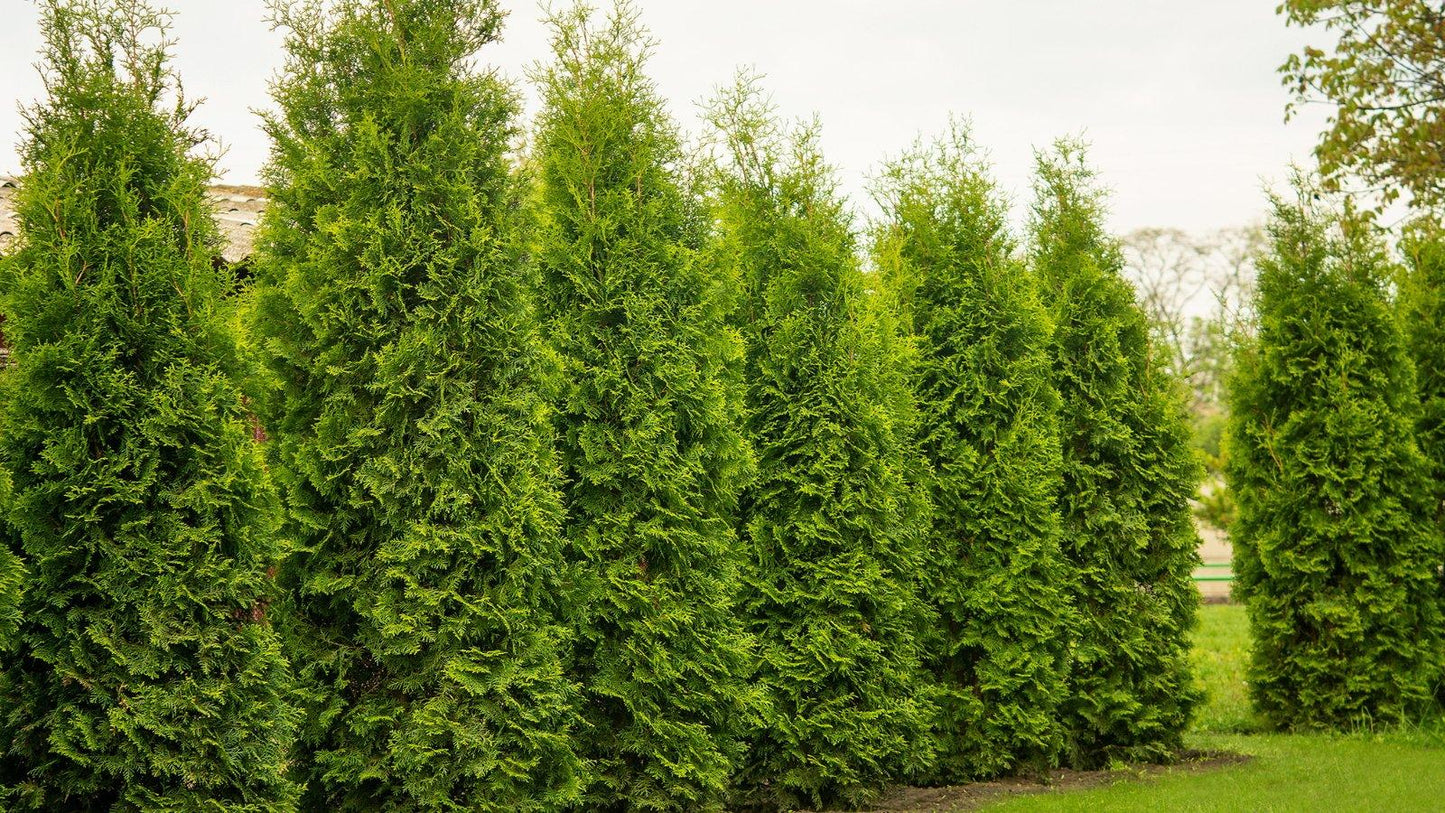 Thuja Plicata 'tiny Tower' - View 18 from www redcrocus com