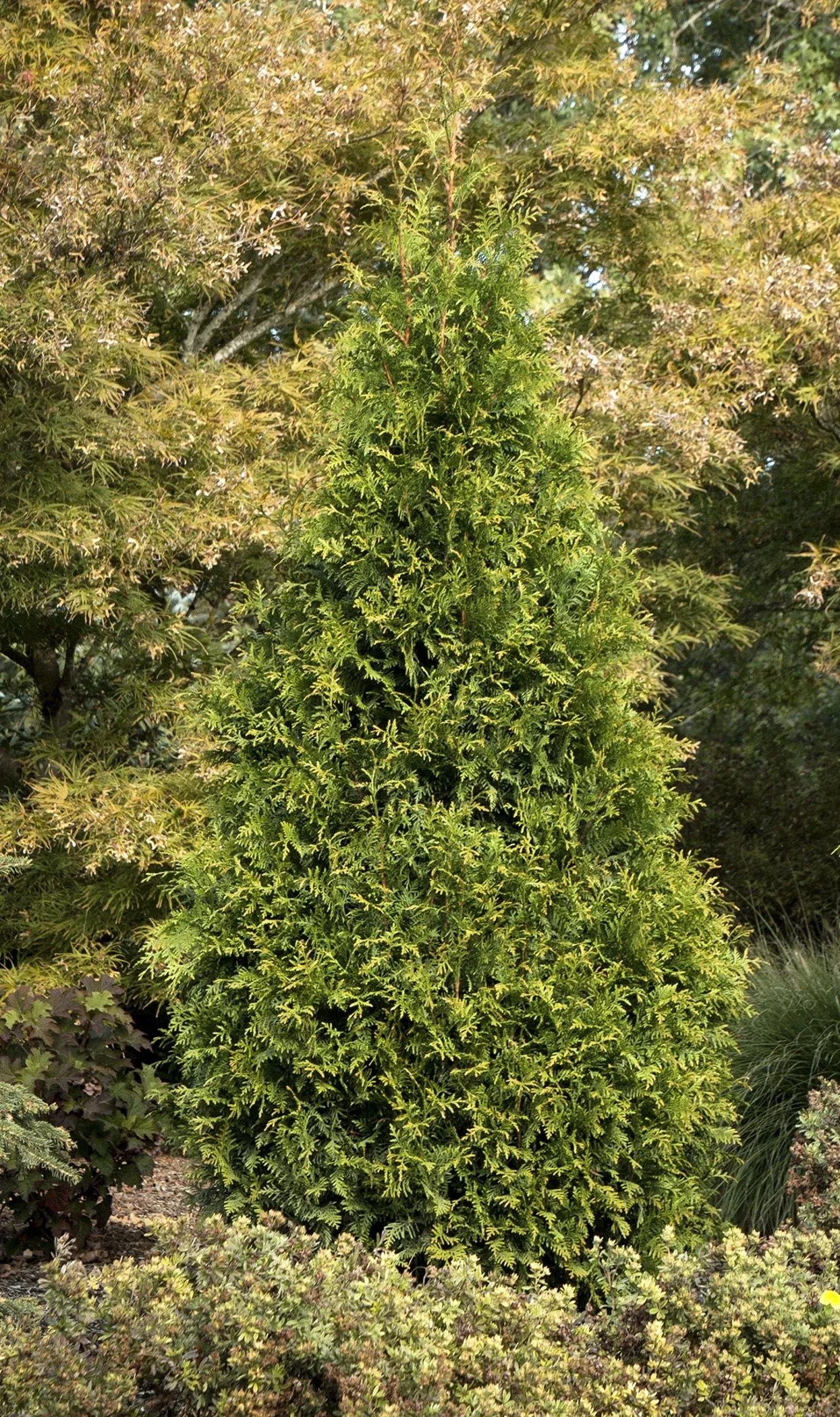 Thuja Plicata 'tiny Tower' - View 23 from www redcrocus com