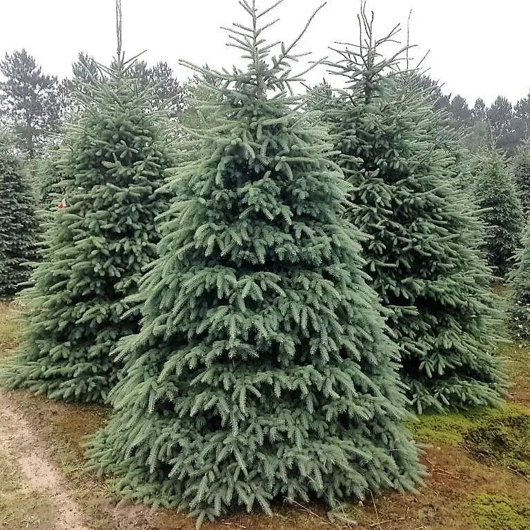 Picea Glauca Densata - View 12 from www redcrocus com