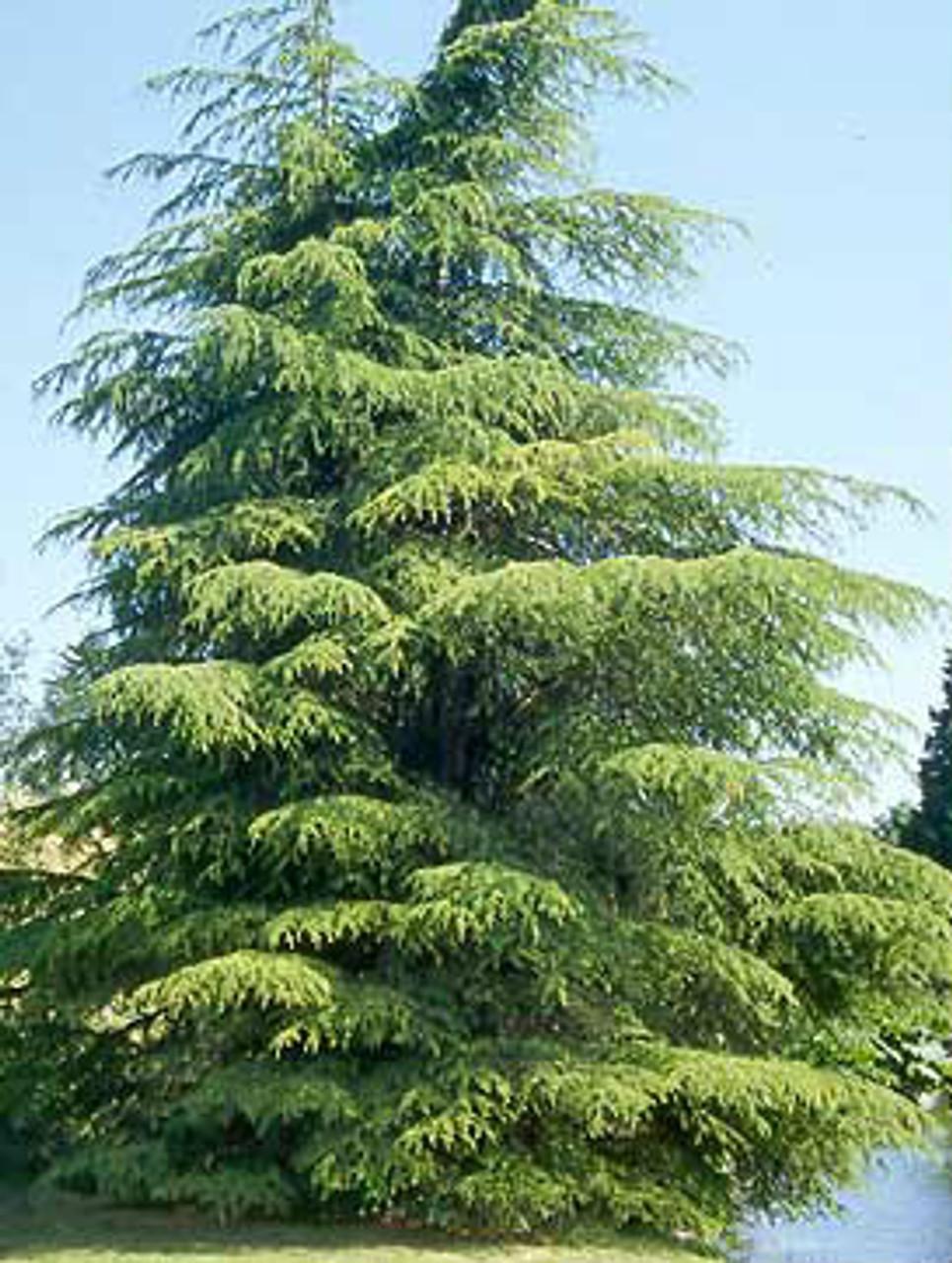 Cedrus Libani Stenocoma - View 18 from www redcrocus com