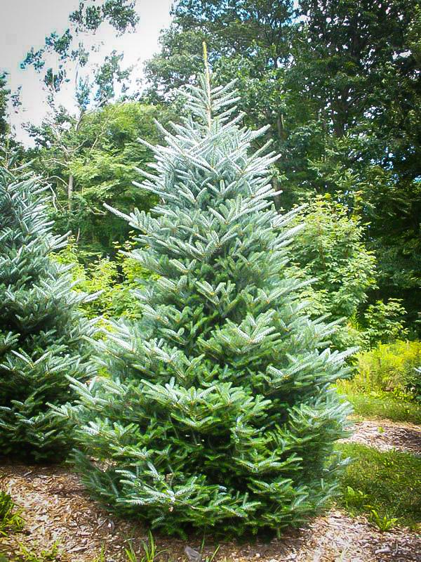 Abies Koreana Silberlocke - View 10 from www redcrocus com