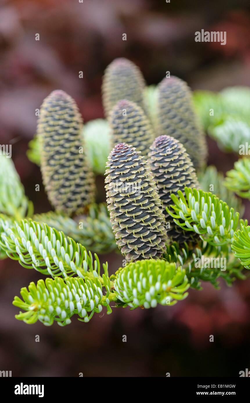 Abies Koreana Silberlocke - View 12 from www redcrocus com