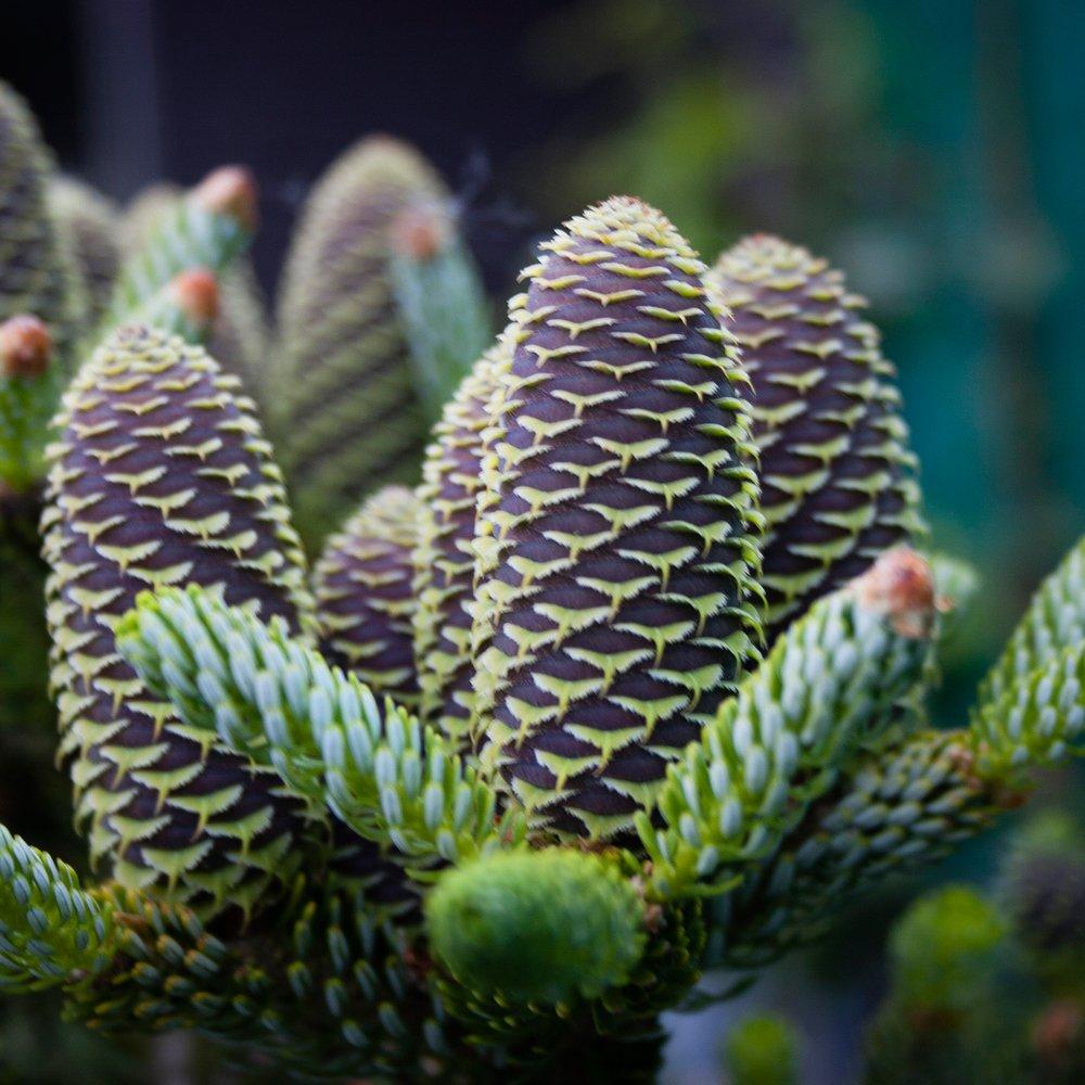 Abies Koreana Silberlocke - View 13 from www redcrocus com