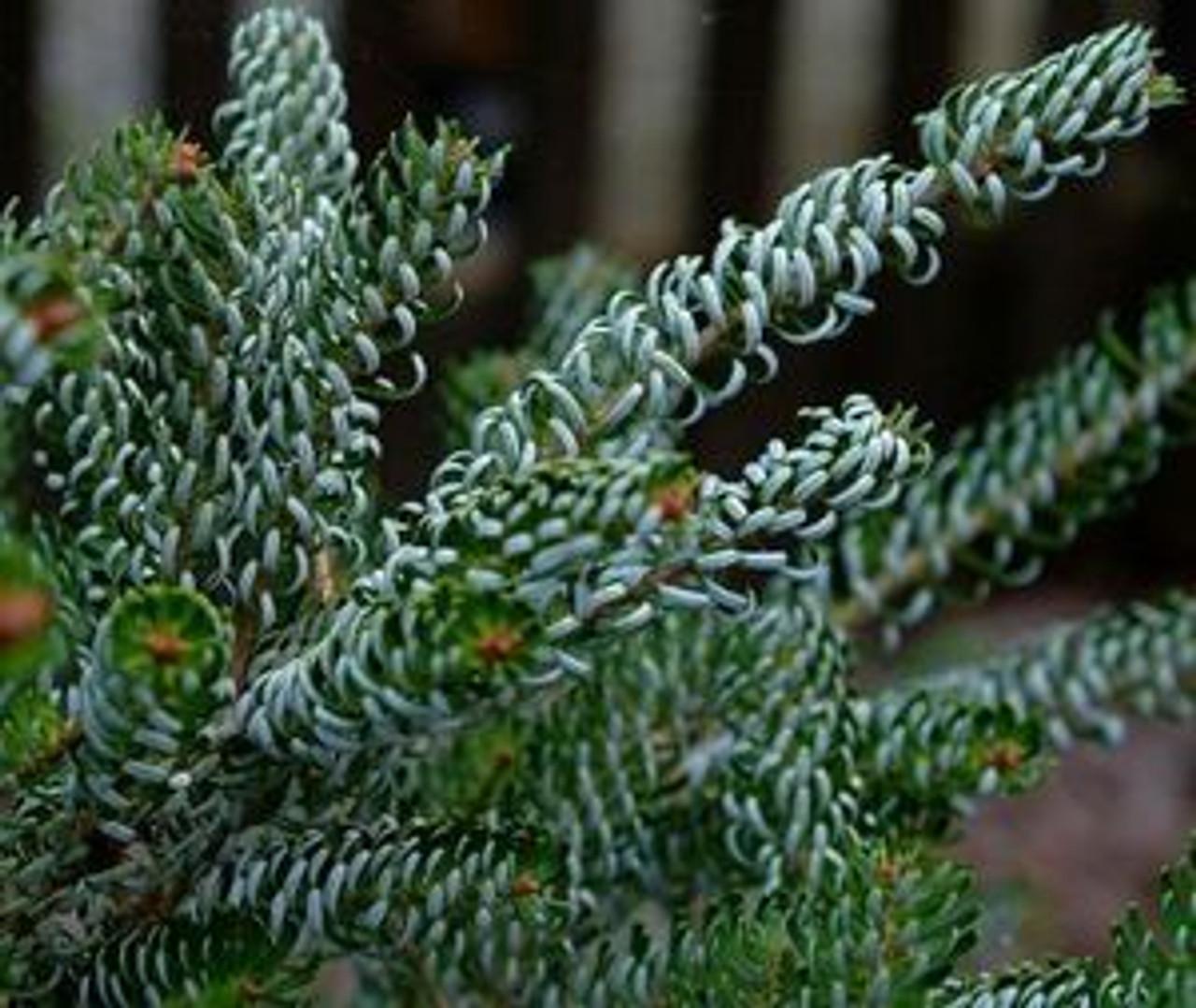 Abies Koreana Silberlocke - View 14 from www redcrocus com