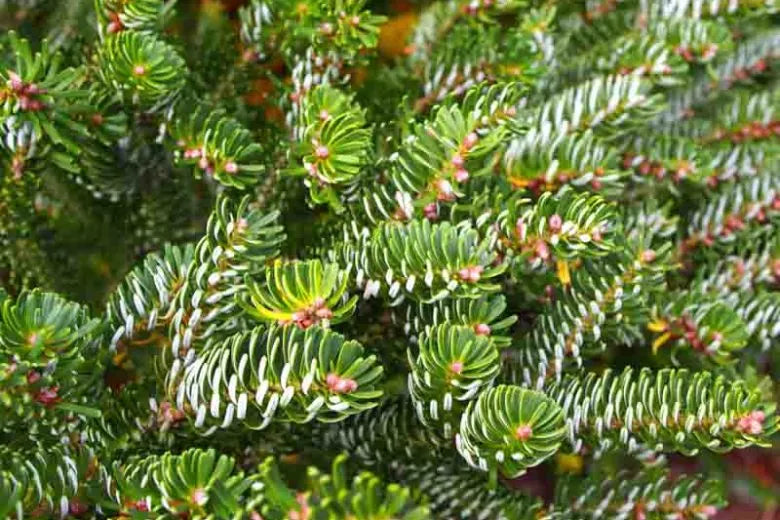 Abies Koreana Silberlocke - View 15 from www redcrocus com