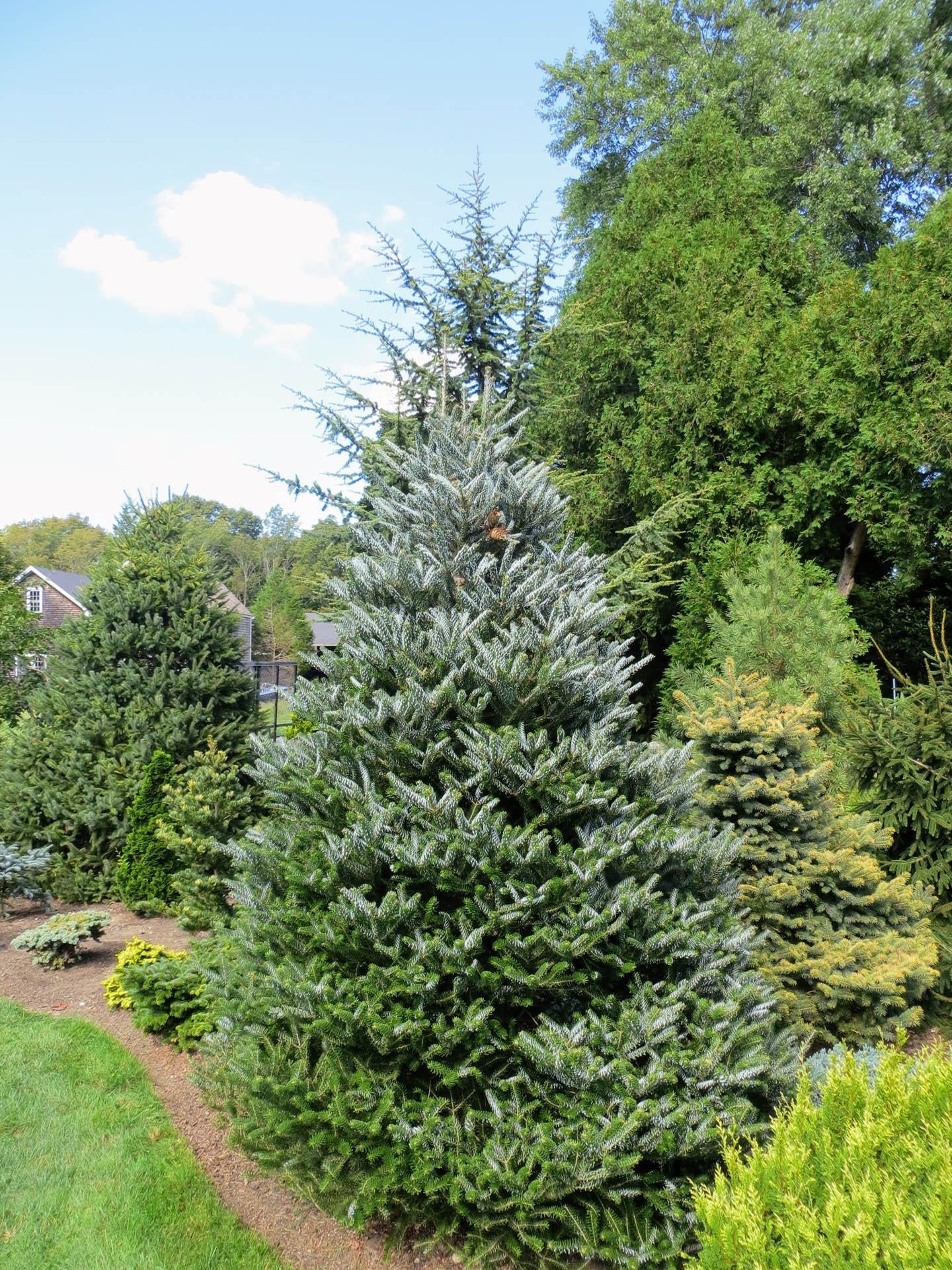 Abies Koreana Silberlocke - View 18 from www redcrocus com
