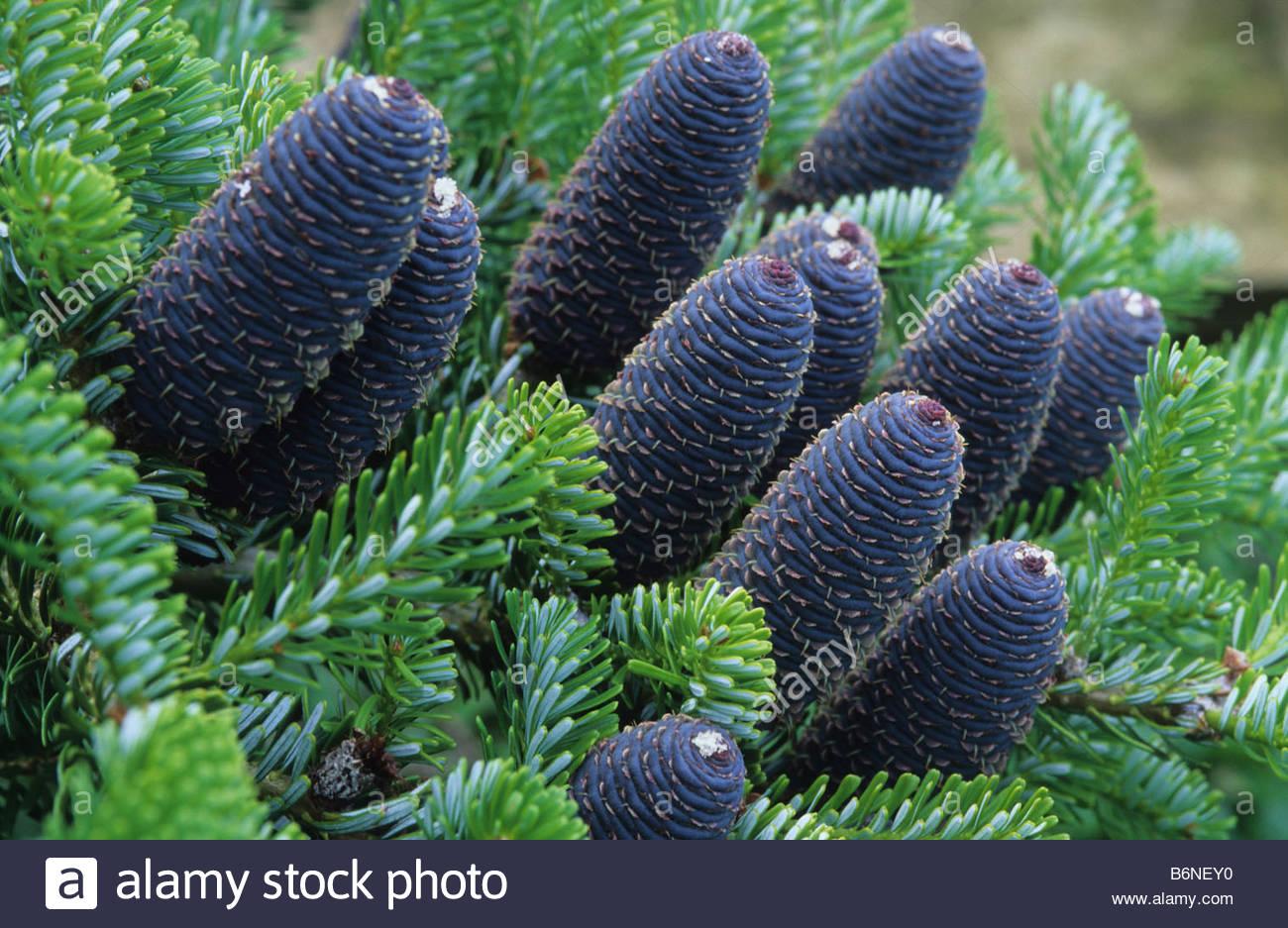 Abies Koreana Silberlocke - View 2 from www redcrocus com