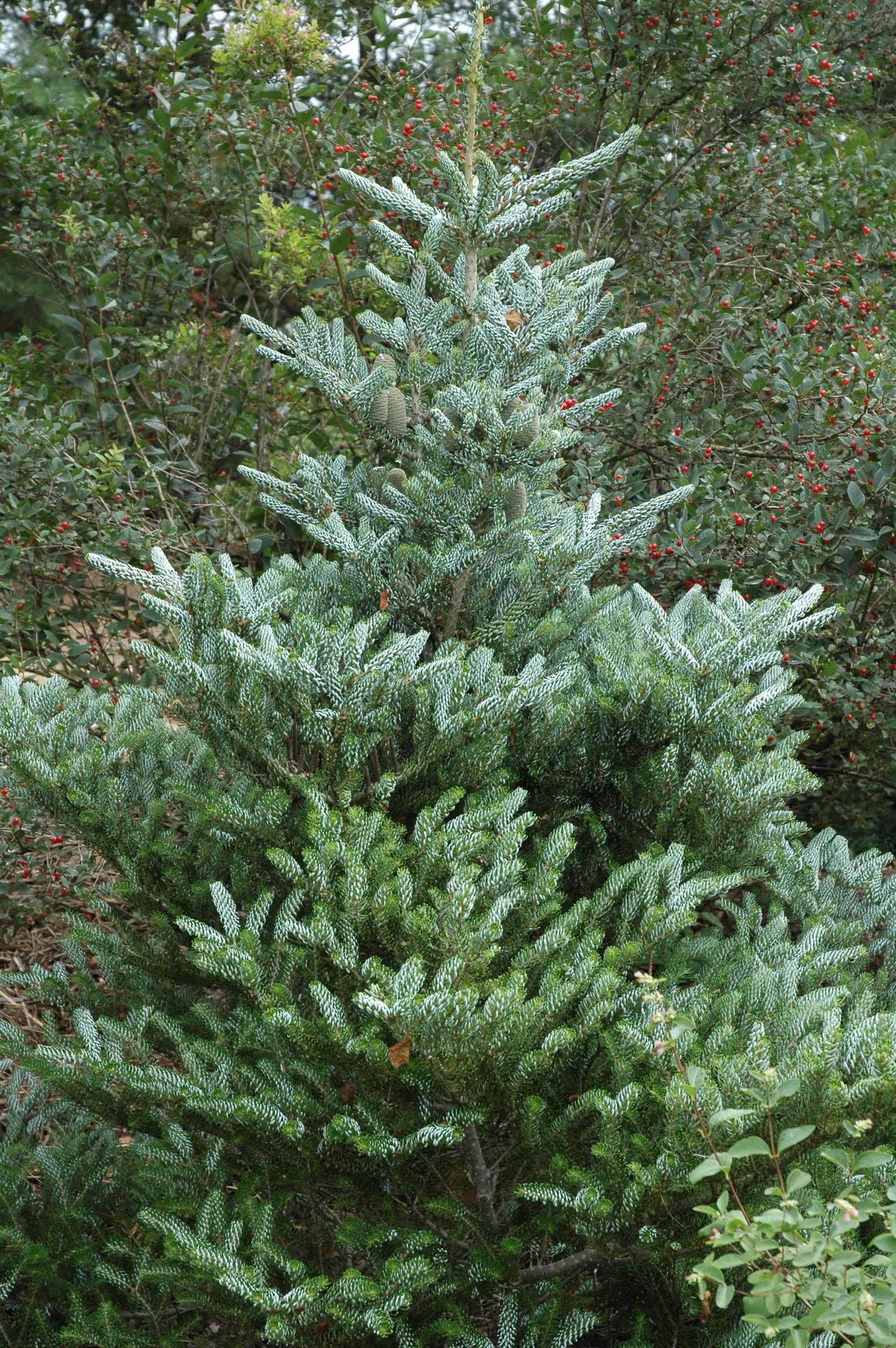 Abies Koreana Silberlocke - View 3 from www redcrocus com