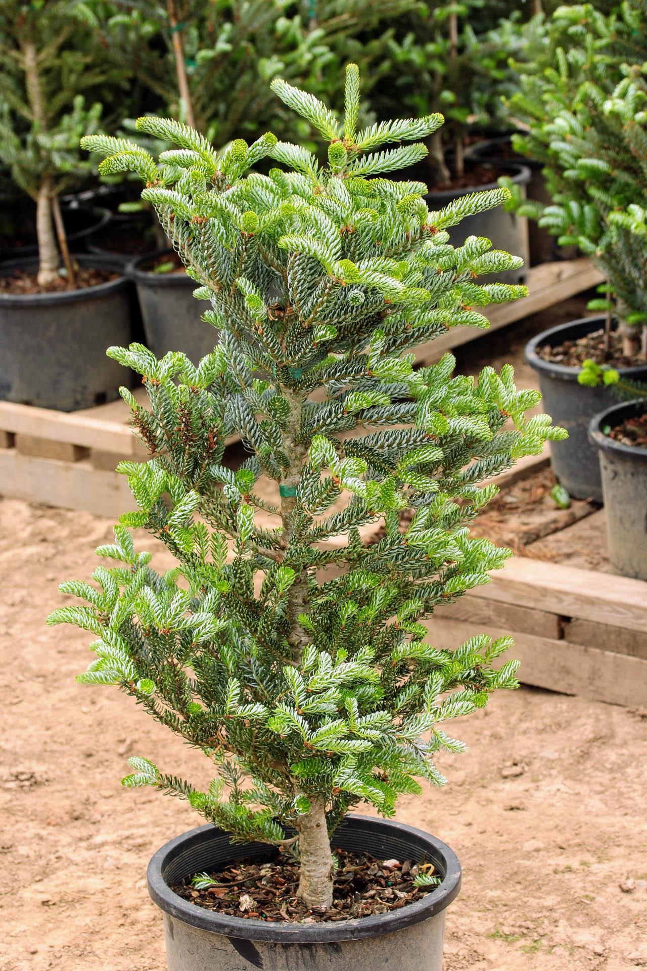 Abies Koreana Silberlocke - View 4 from www redcrocus com