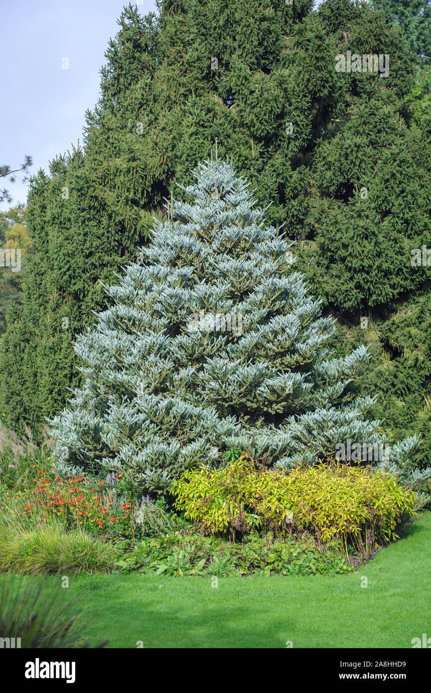 Abies Koreana Silberlocke - View 7 from www redcrocus com