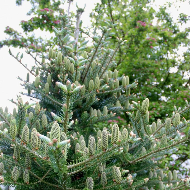 Abies Koreana Silberlocke - View 8 from www redcrocus com