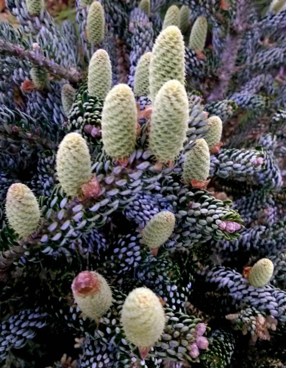 Abies Koreana Silberlocke - View 9 from www redcrocus com