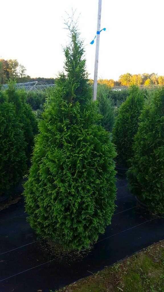 Thuja Plicata 'junior Giant' - View 12 from www redcrocus com