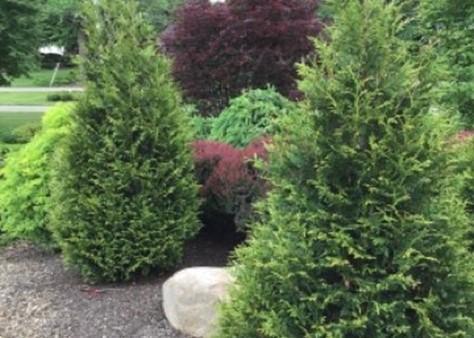 Thuja Plicata 'junior Giant' - View 13 from www redcrocus com