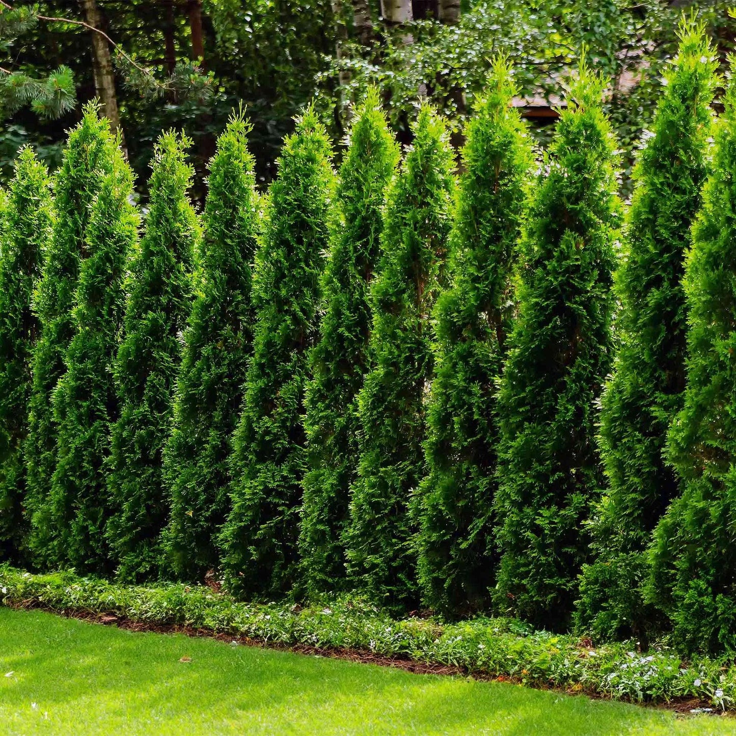 Thuja Plicata 'junior Giant' - View 15 from www redcrocus com