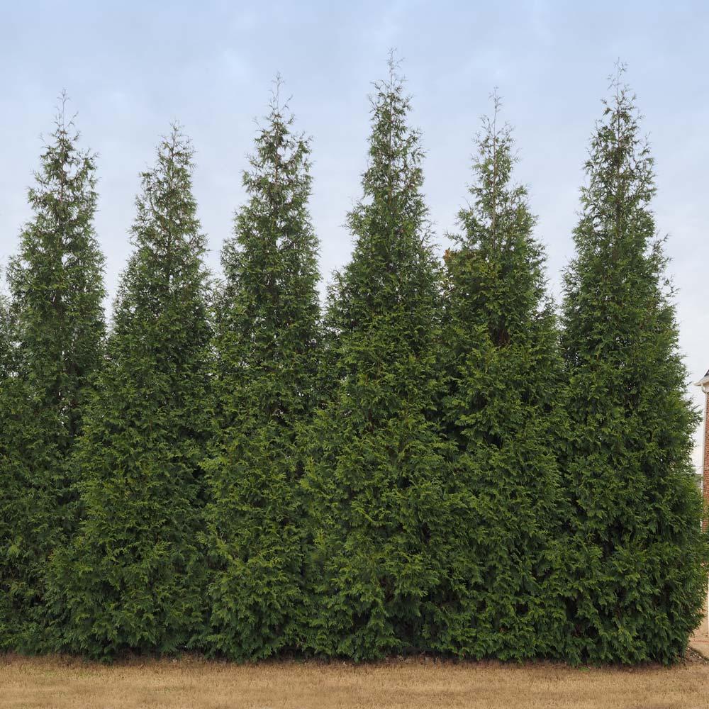 Thuja Plicata 'junior Giant' - View 16 from www redcrocus com