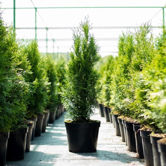 Thuja Plicata 'junior Giant' - View 18 from www redcrocus com