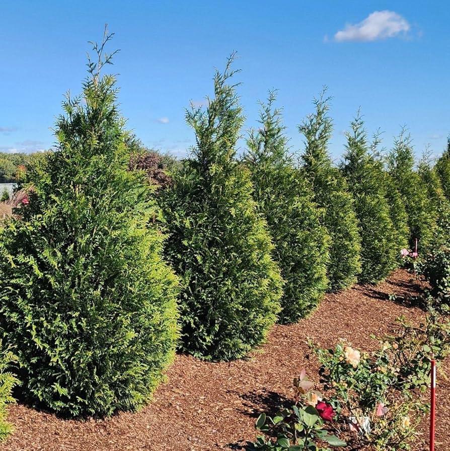 Thuja Plicata 'junior Giant' - View 19 from www redcrocus com