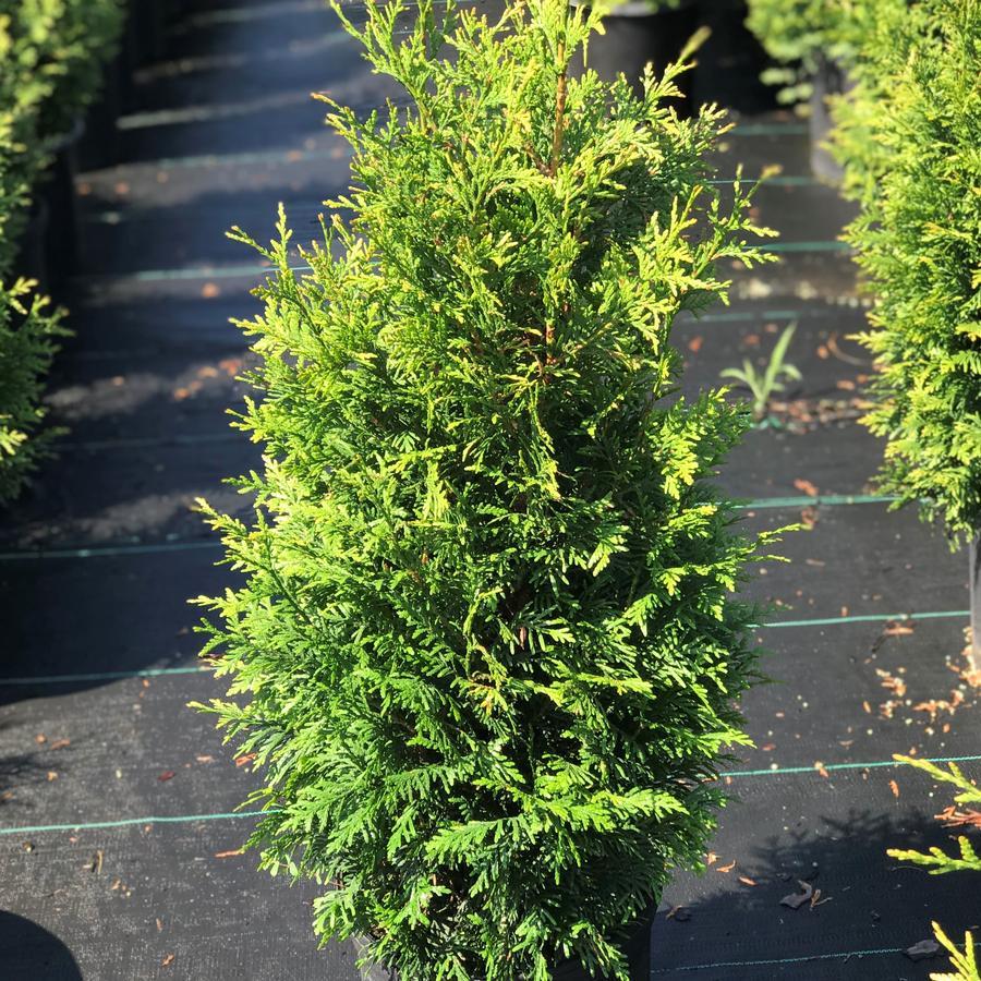 Thuja Plicata 'junior Giant' - View 20 from www redcrocus com