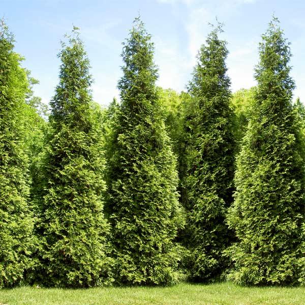 Thuja Plicata 'junior Giant' - View 2 from www redcrocus com
