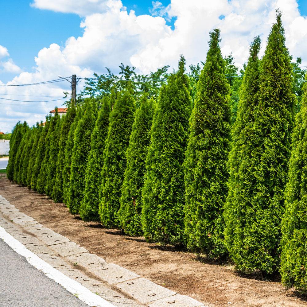 Thuja Plicata 'junior Giant' - View 4 from www redcrocus com