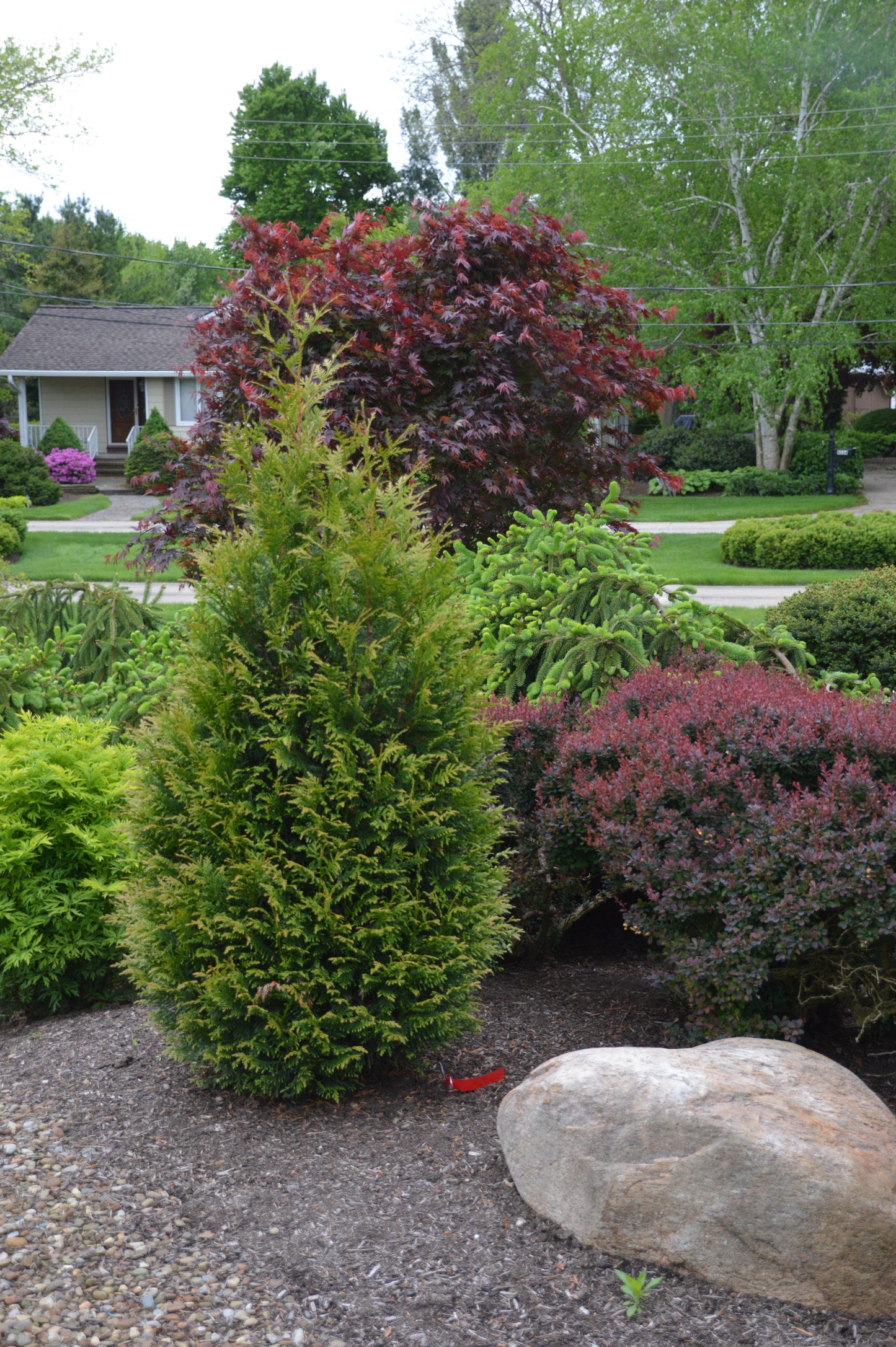 Thuja Plicata 'junior Giant' - View 6 from www redcrocus com