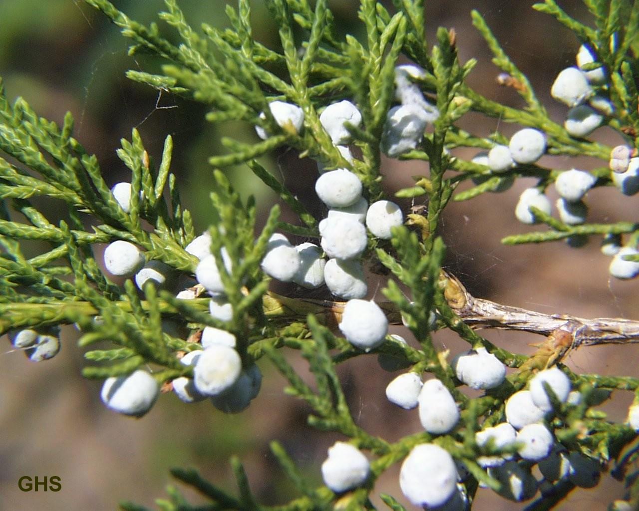 Juniperus Virginiana - View 10 from www redcrocus com