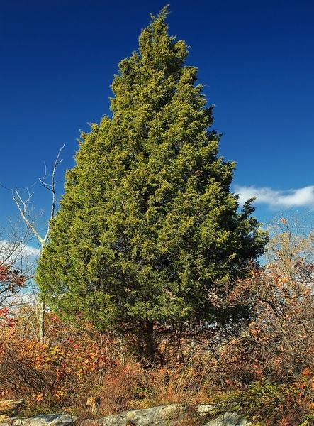 Juniperus Virginiana - View 11 from www redcrocus com