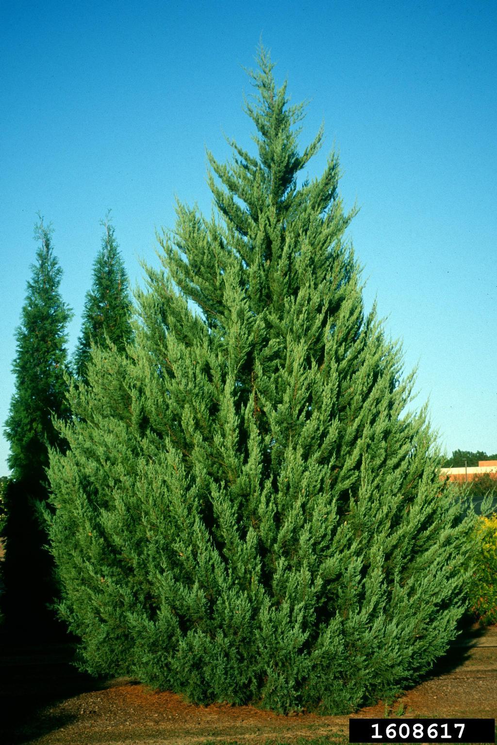 Juniperus Virginiana - View 12 from www redcrocus com