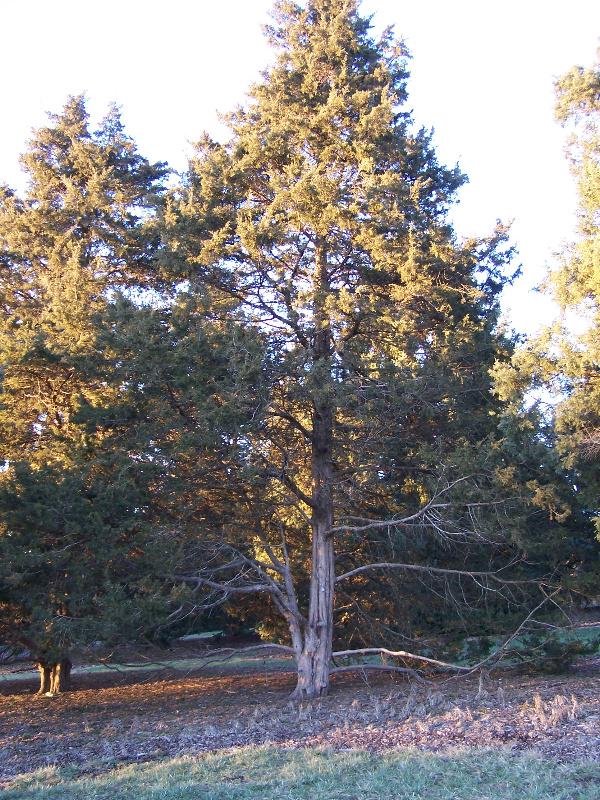 Juniperus Virginiana - View 13 from www redcrocus com