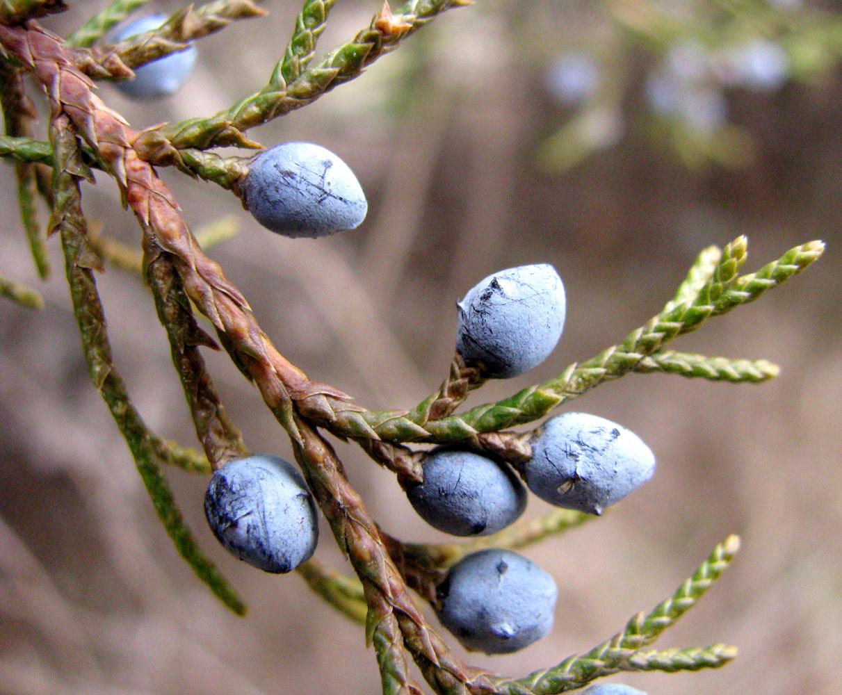 Juniperus Virginiana - View 17 from www redcrocus com
