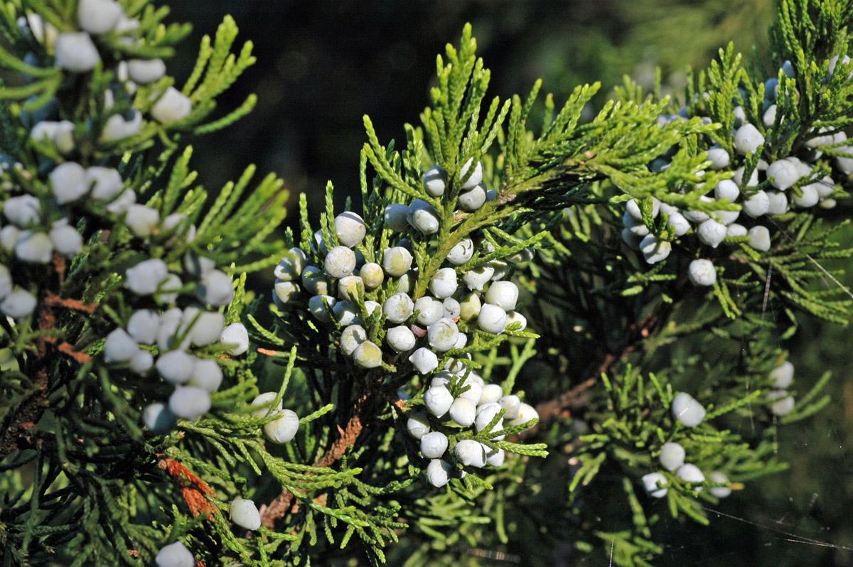 Juniperus Virginiana - View 18 from www redcrocus com
