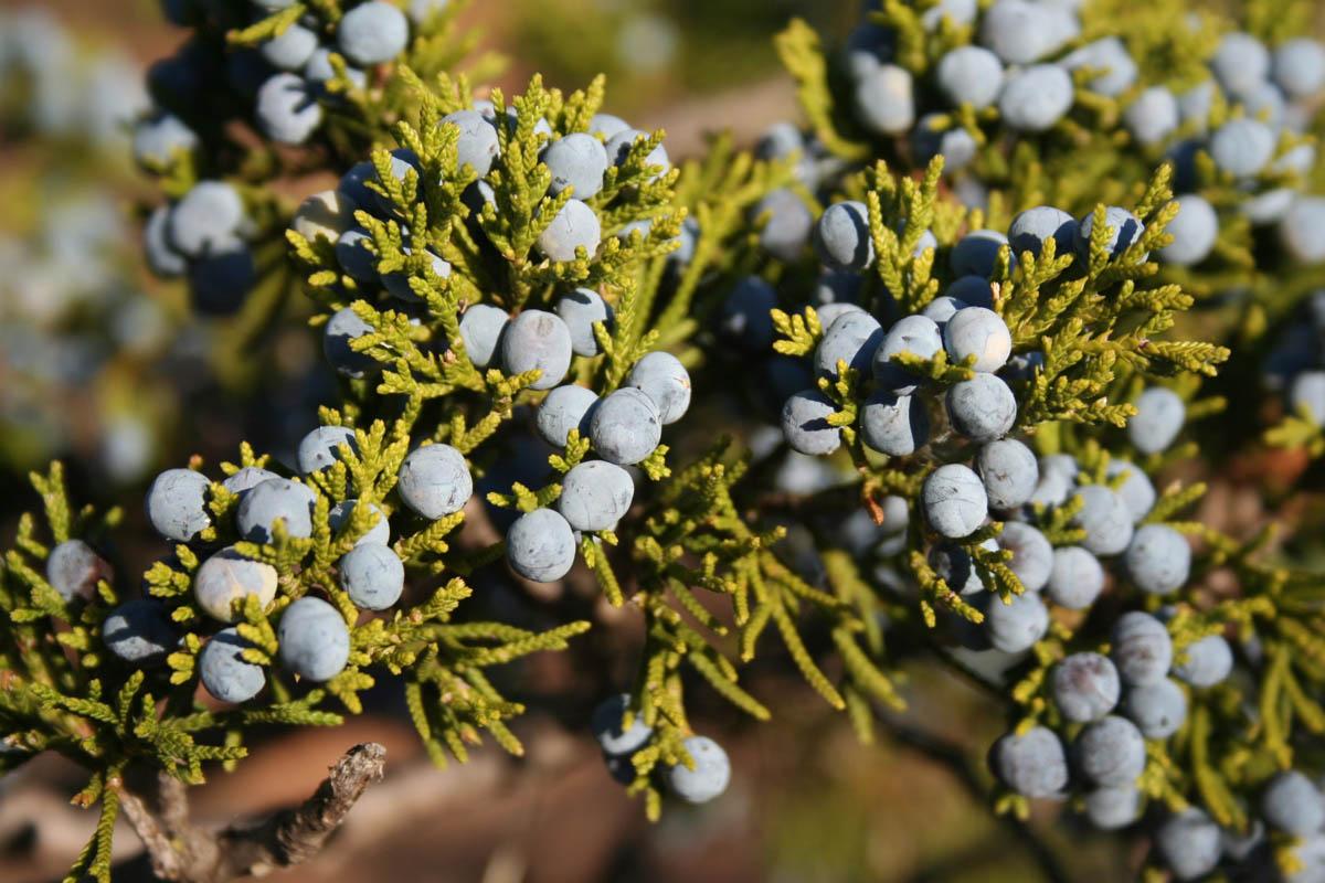 Juniperus Virginiana - View 19 from www redcrocus com
