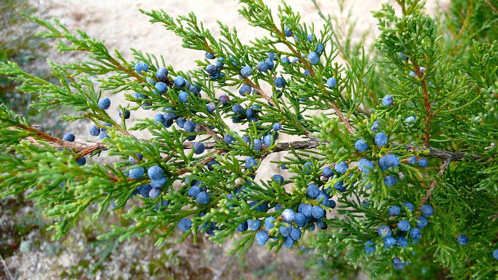 Juniperus Virginiana - View 2 from www redcrocus com