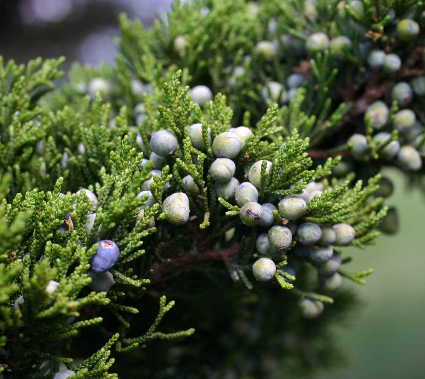 Juniperus Virginiana - View 5 from www redcrocus com