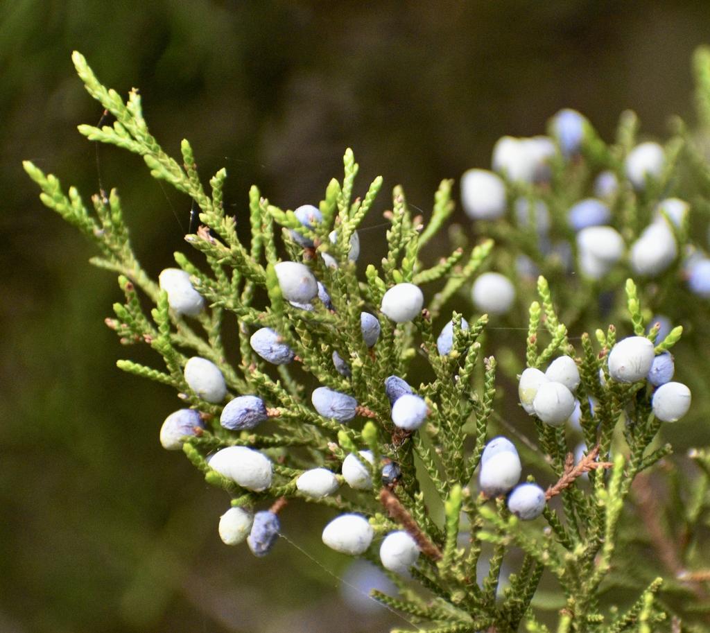 Juniperus Virginiana - View 6 from www redcrocus com