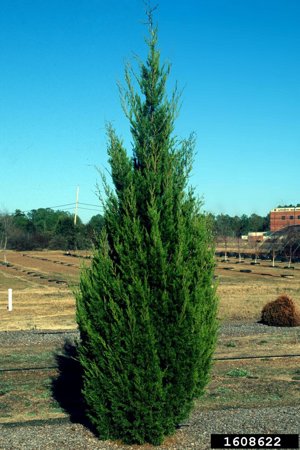 Juniperus Virginiana - View 7 from www redcrocus com