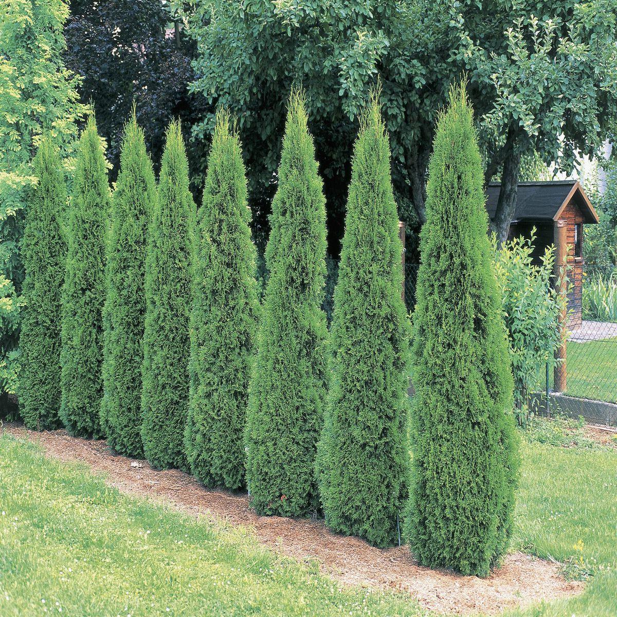Thuja Occidentalis North Pole - View 10 from www redcrocus com